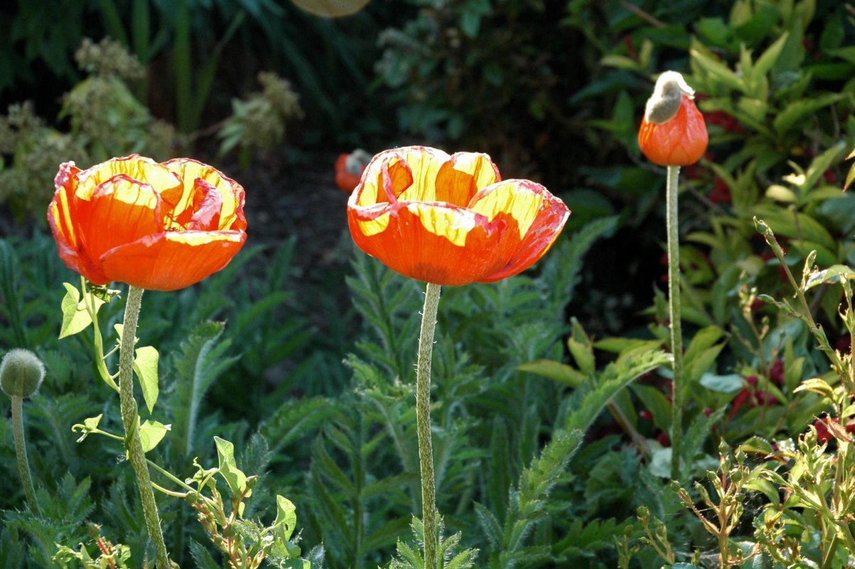 photo 40
