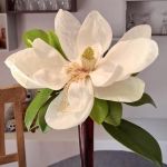 Fleur de Magnolia Grandiflora dans le jardin d'Anne Marie cueillie par son fils.